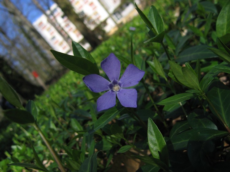 Vinca minor